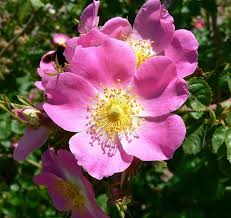 Rosa Mosqueta (Rosa Canina)