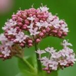 Valeriana (Valeriana Officinalis